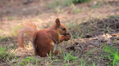 Sincap ormanda fındık yer. 