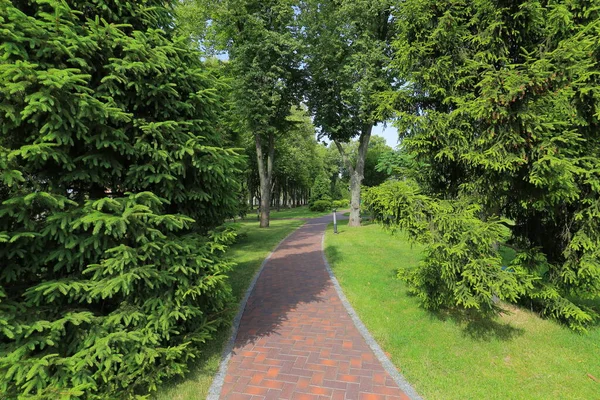 Wandelpad Het Park Zomer — Stockfoto