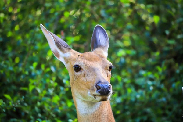 Young Deer Head Close Nature — Stock Photo, Image