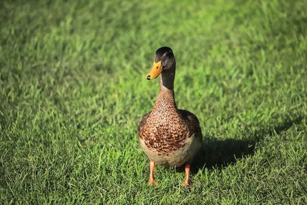 Pato Salvaje Sobre Hierba Verde Naturaleza —  Fotos de Stock