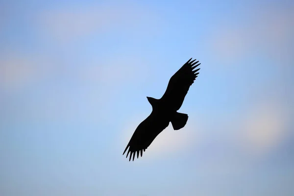 Dark Silhouette Eagle Blue Sky — Foto Stock