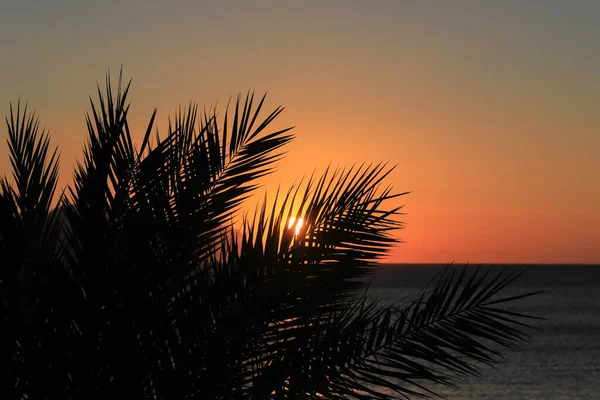 Sharm El Sheikh, Mısır 'da palmiye yaprağı silueti ve deniz ile gün batımı