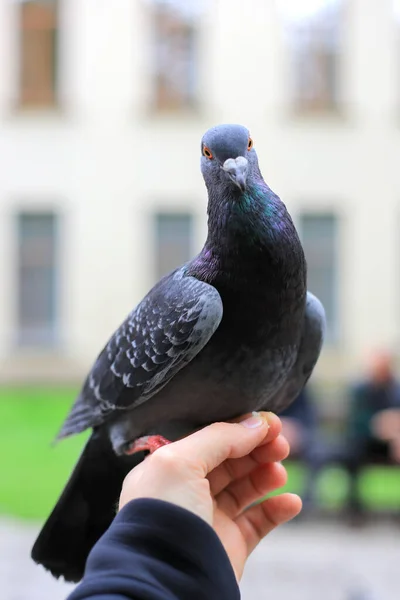 Grey Pigeon Sitting Hand — Stock fotografie