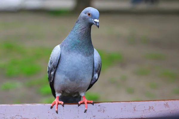 Gray Pigeon Sitting Bench — Foto Stock