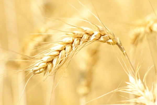 Wheat — Stock Photo, Image