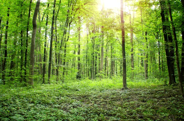 Bosque — Foto de Stock