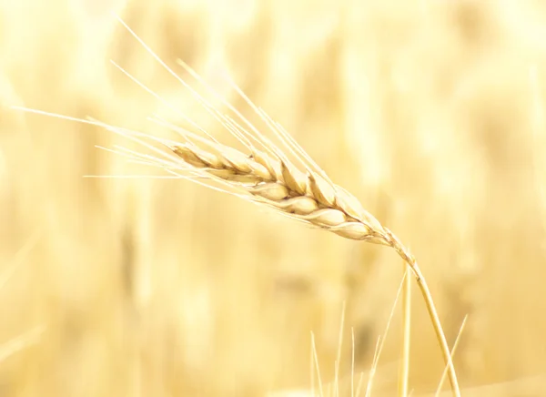 Wheat — Stock Photo, Image