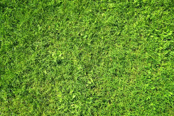 Textura de grama — Fotografia de Stock
