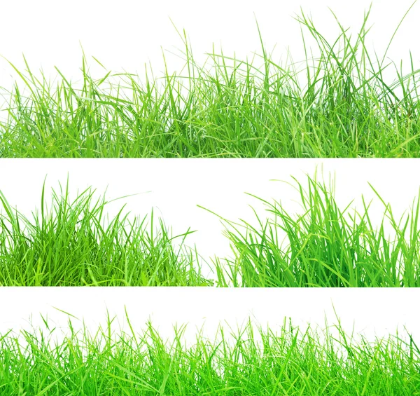 Gras — Stockfoto