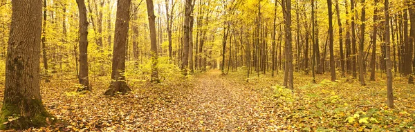 Forest — Stock Photo, Image