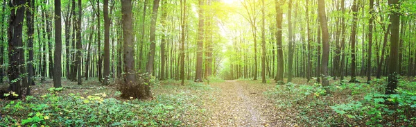 Skog — Stockfoto