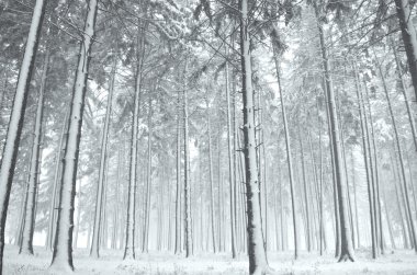 Panorama of winter forest with trees covered snow clipart