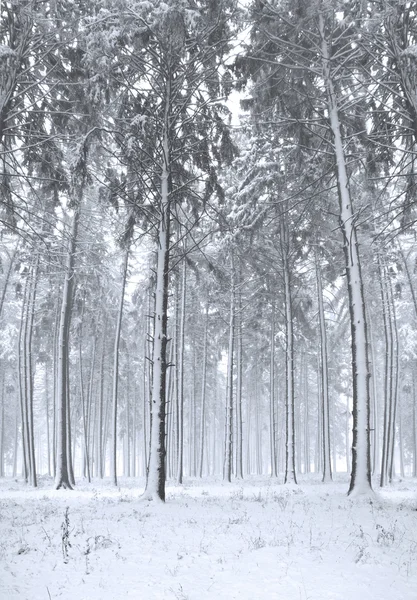 Panorama de floresta de inverno com árvores cobertas de neve — Fotografia de Stock