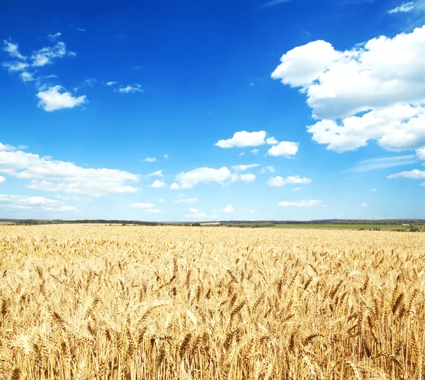 Buğday tarlası ve bulutlu yaz manzarası — Stok fotoğraf
