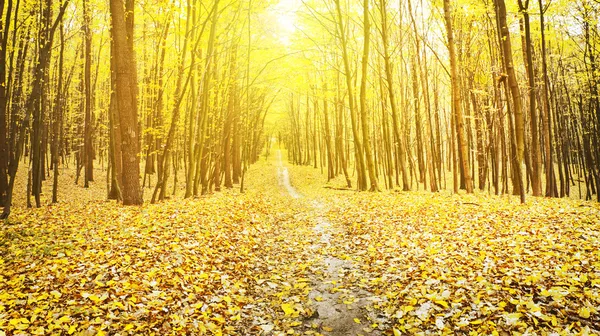 Caminho através da floresta de outono — Fotografia de Stock