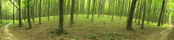 Panorama över en grön sommar skog — Stockfoto