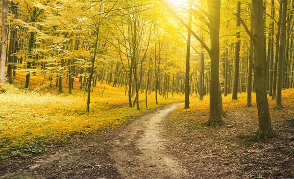 Bella mattina nella nebbiosa foresta autunnale con raggi di sole — Foto Stock