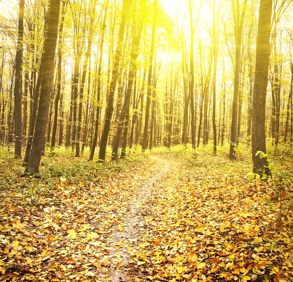 Bella mattina nella nebbiosa foresta autunnale con raggi di sole — Foto Stock