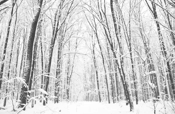 Панорама зимового лісу з деревами покритими снігом — стокове фото