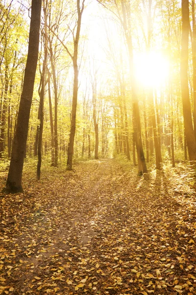 안개낀 가을 숲 속 태양 광선으로 아름다운 아침 — 스톡 사진