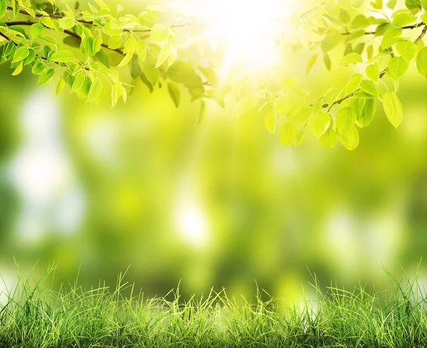 Гілка дерева над розмитим зеленим листям — стокове фото