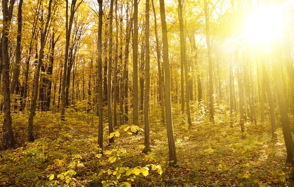 Panorama del bosque en el día de otoño — Foto de Stock