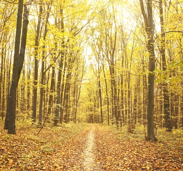 Skog — Stockfoto