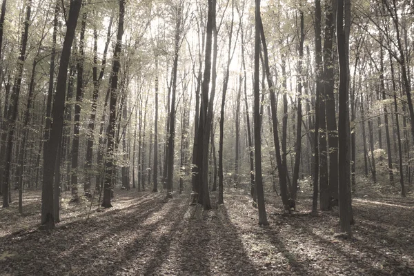 Old autumn forest in the morning pore of day — Stock Photo, Image