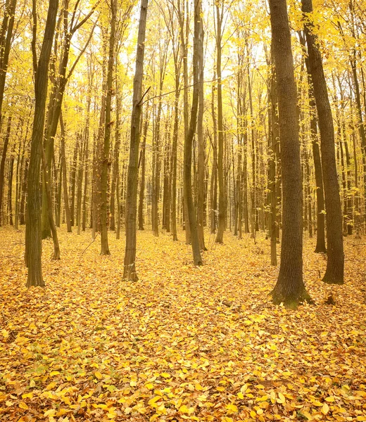 Bosque — Foto de Stock