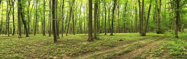 Panorama of a green summer forest — Stock Photo, Image