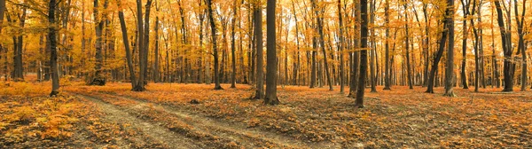 Panorama della foresta arancione autunnale — Foto Stock