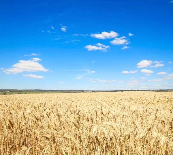 Letni krajobraz z polem pszenicy i chmurami Obraz Stockowy