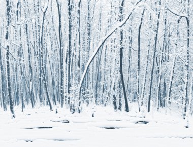 Panorama of winter forest with trees covered snow clipart