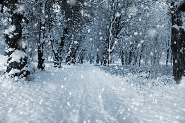 全景冬季森林的树木被雪覆盖着。 — 图库照片