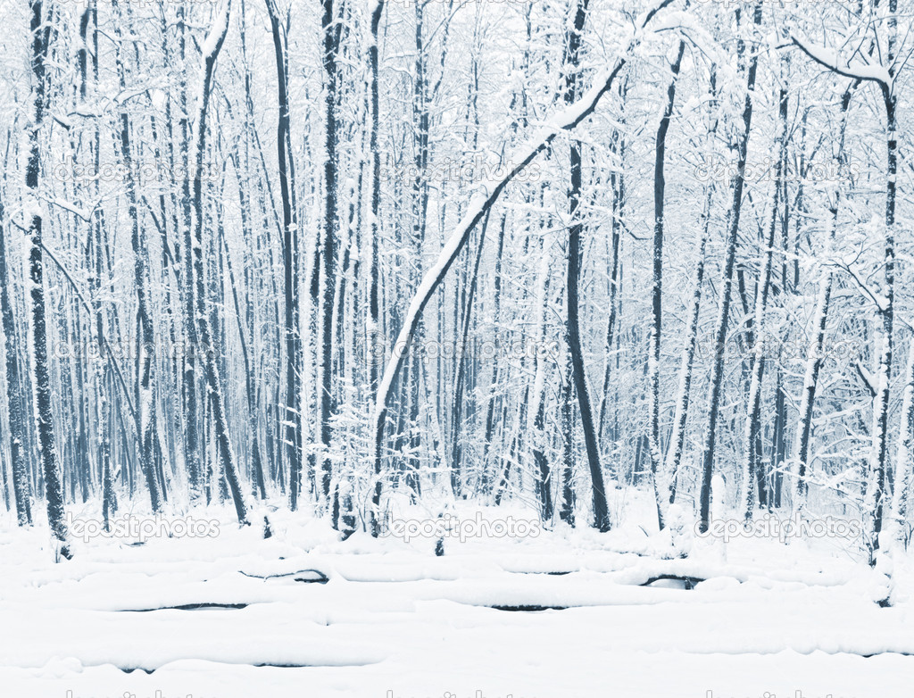 Panorama of winter forest with trees covered snow