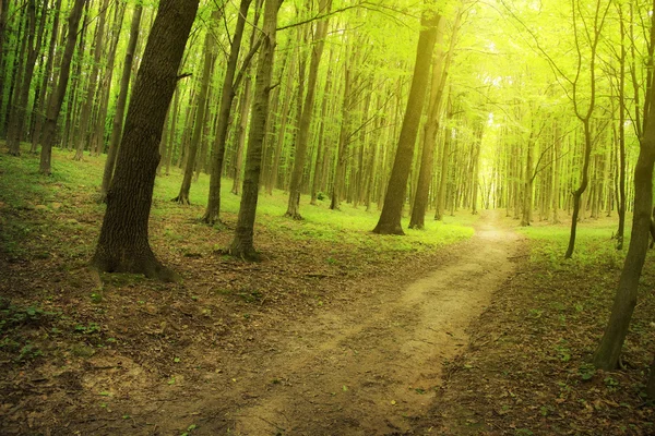 Bosque verde de verano — Foto de Stock