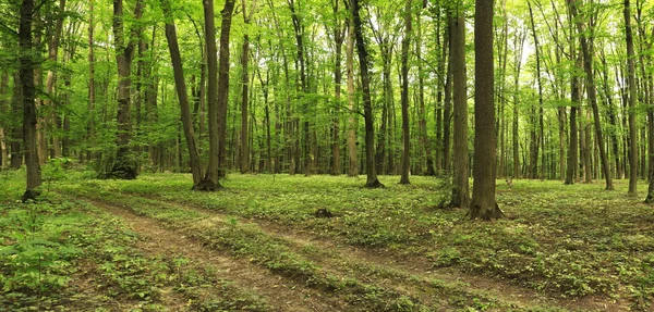 Forest — Stock Photo, Image