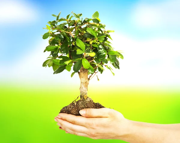 Planta em mãos — Fotografia de Stock