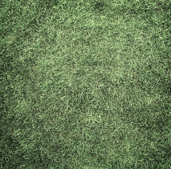 Grass — Stock Photo, Image