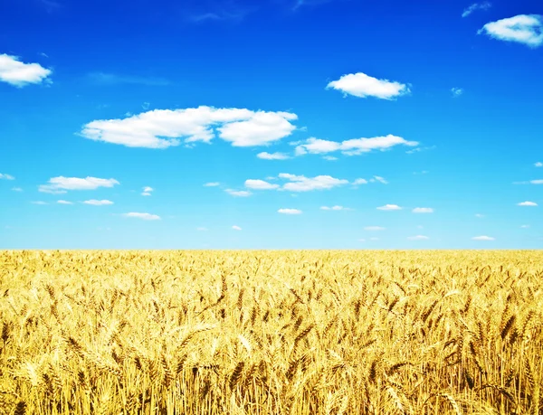 Wheat Field — Stock Photo, Image