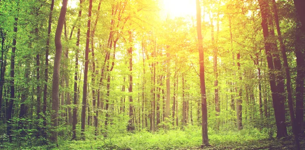 Bosque verde — Foto de Stock