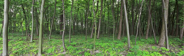 Green forest — Stock Photo, Image