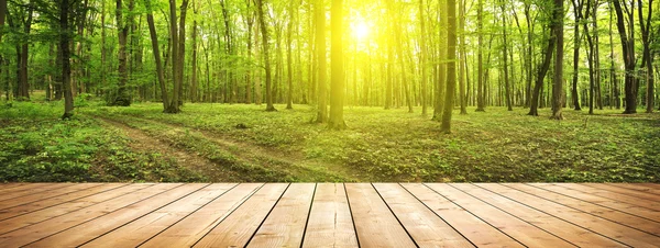 Boards and forest — Stock Photo, Image