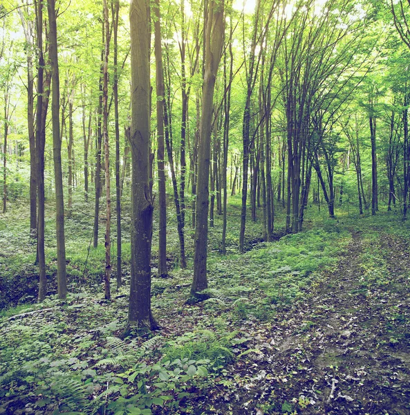 Bosque de verano —  Fotos de Stock