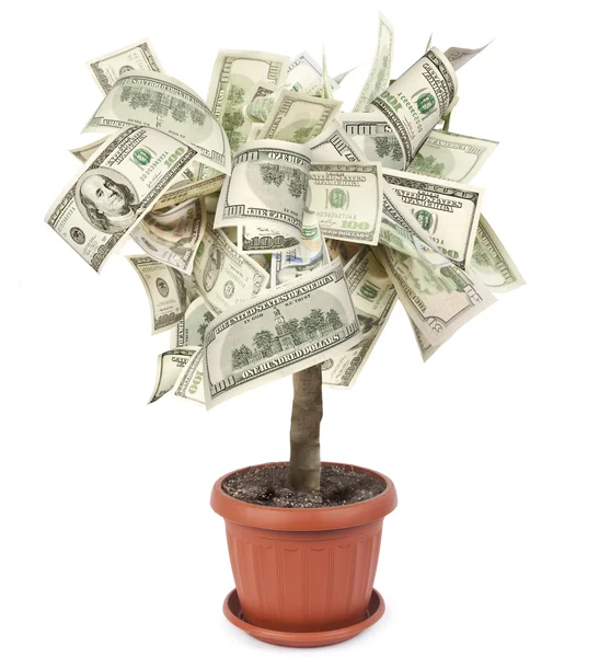 Árbol de dinero — Foto de Stock