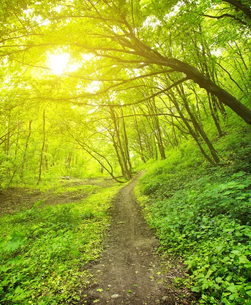 Floresta verde de verão — Fotografia de Stock