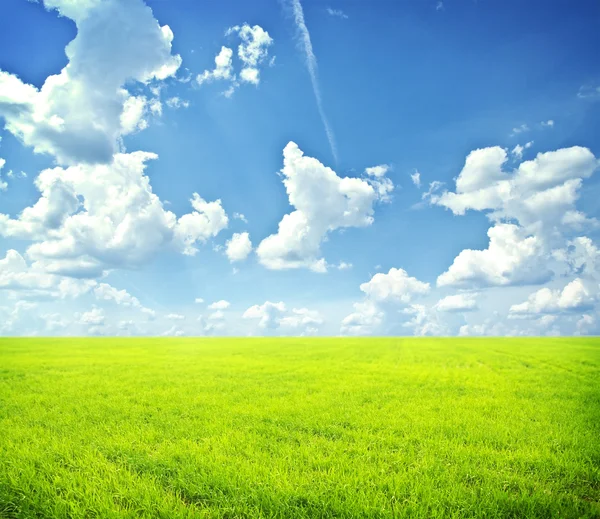 Campo verde con cielo azul —  Fotos de Stock