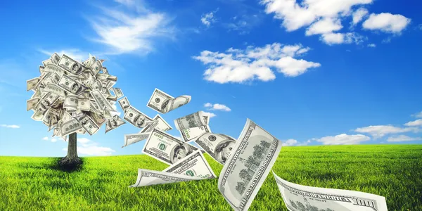 Money tree in meadow — Stock Photo, Image