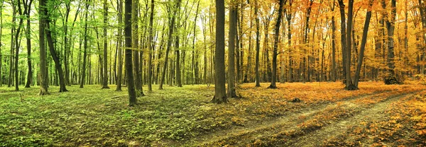 Floresta de verão e outono — Fotografia de Stock