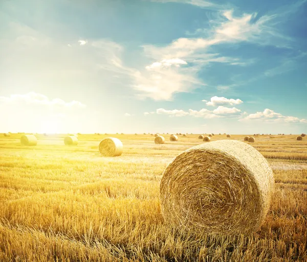 Hay rolls on meadow — Stock Photo, Image